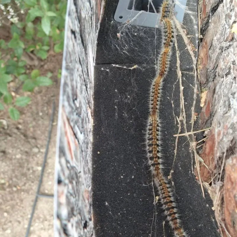 Procession de chenilles en cours : elles longent la mousse jusqu'à la descente pour venir se loger dans le sac.