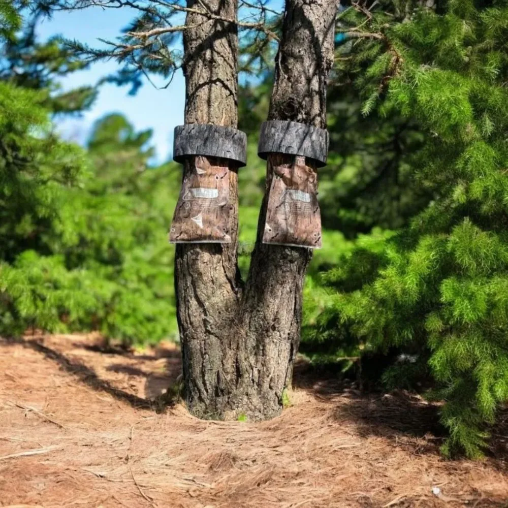 Deux pièges PineProtect imitation pin posés sur les deux troncs d'un pin double
